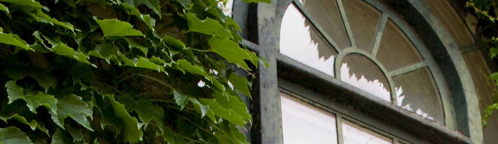A window with vines along the side.