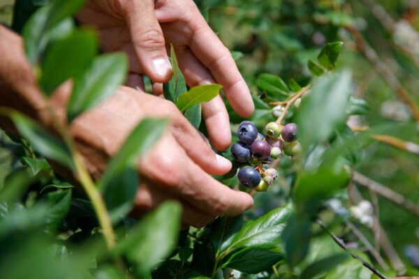 Blueberries being harvested.