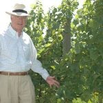 A man in a light beige fedora hat standing in the sun next to grapevines loaded with bunches of grapes.